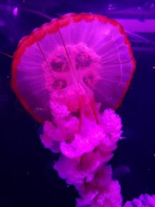 Tracy Kring Jellyfish