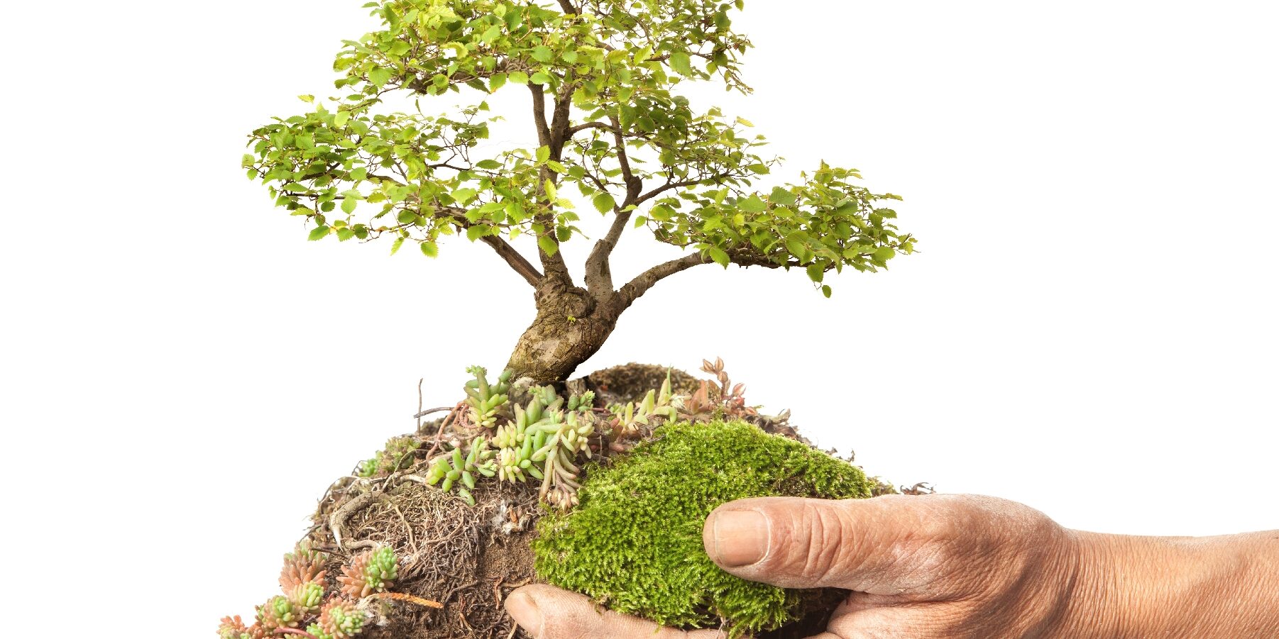 Old male hand holding a bonsai isolated on white